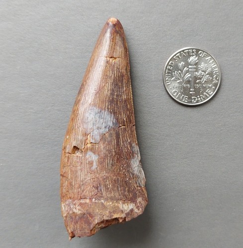 Triassic phytosaur 62mm - triassic,