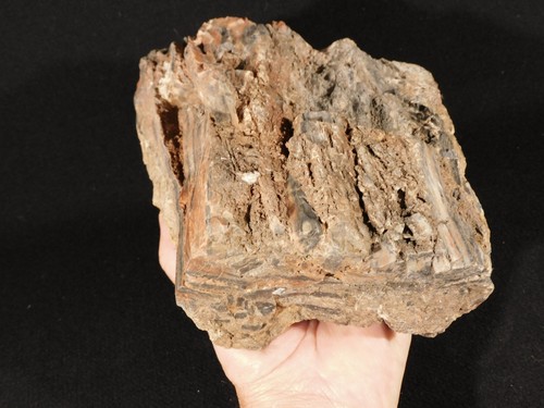 Nice bark 237 million year - 237,
