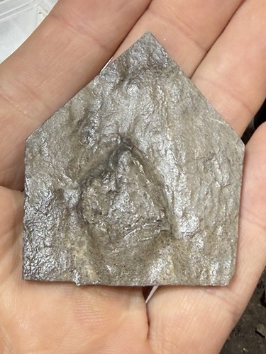 Real dinosaur foot - real-,
