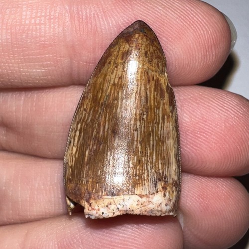 Huge phytosaur fossil - phytosaur, tooth
