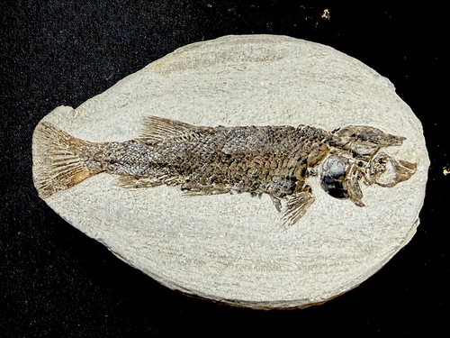 Fossil fish perleidus - fish, ，perleidus