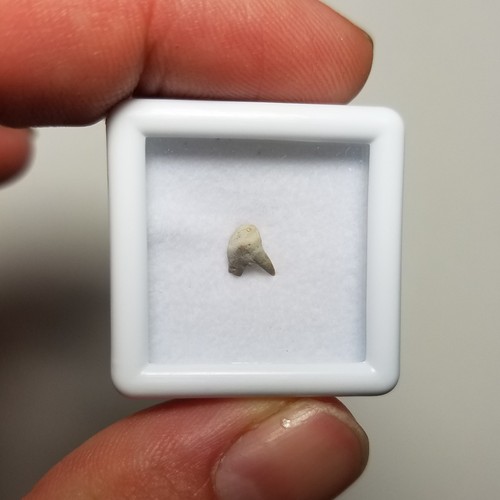 Fossil xenacanthus tooth - xenacanthus,