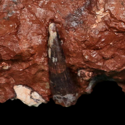 Phytosaur fossil tooth fang - 1",