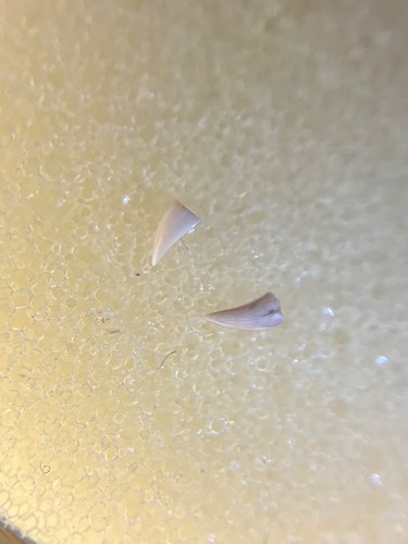 Therapsid reptile teeth - therapsid,